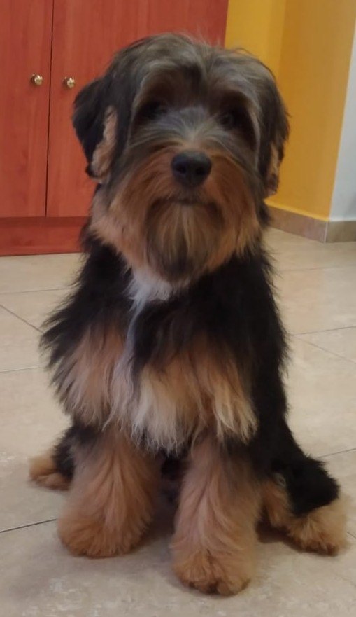 amante-de-los-animales